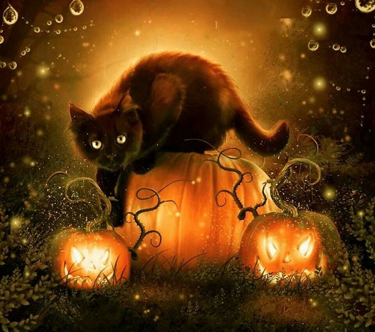 Black cat sitting on pumpkin happy halloween