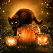 Black cat sitting on pumpkin happy halloween