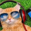 Chat casque 